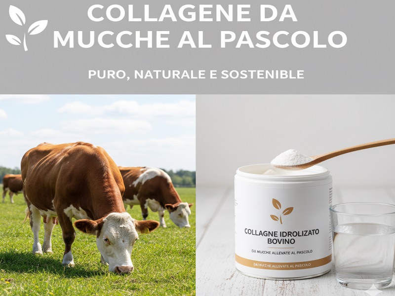 Collagene da Mucche al Pascolo